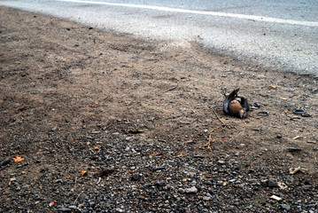 Dead dove