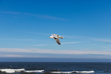 Fototapeta na wymiar Seagull in flight with white clouds, blue sky and the ocean in the background