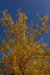 Fototapeta premium Autumn Tree,Fall beauty, weather and seasons concept,Autumn Park, Autumn Trees, Autumn forest in Seasonal nature