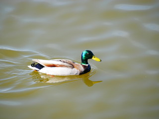 male mallard swims on the river outside the city. spring Sunny day. beautiful young drake.