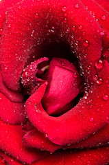macro of red rose flower petals with drops of water 