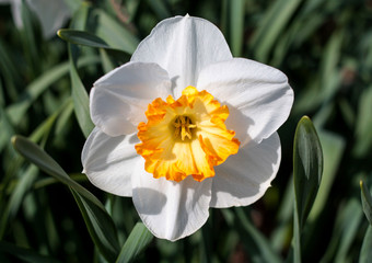 Fototapeta premium beautiful flowers in nature in the botanical garden