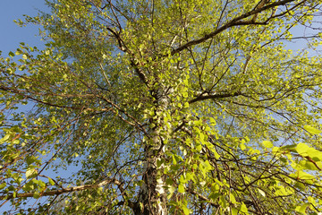 Bottom view. Birch tree with beautiful new leaves.