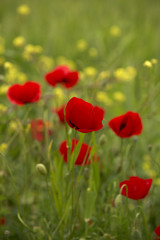 Obraz premium close-up poppy flowers in spring