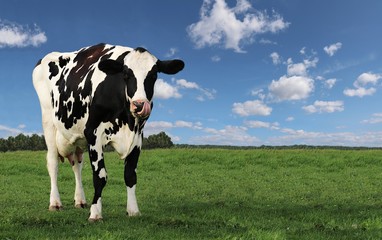 Holstein cow standing in field with tongue sticking out licking lips with fluffy clouds in bright...