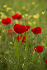 Fototapeta na wymiar close-up poppy flowers in spring