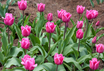 beautiful flowers in nature in the botanical garden