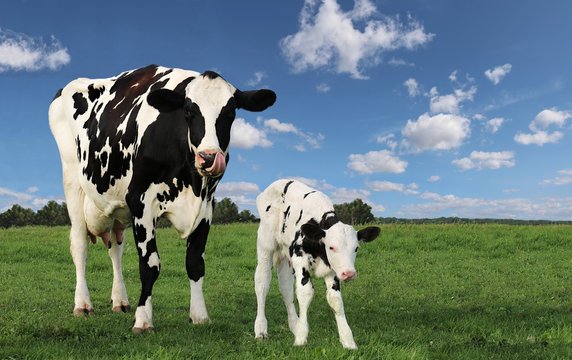 Holstein cow standing in the pasture with her newborn white calf with black spots