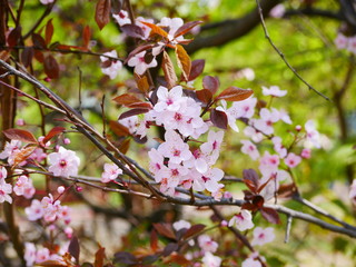 pink cherry flowers on a branch in the spring in the city Park.