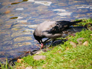 Raven eats fish caught in the pond of the city Park. On a Sunny summer day.  The grey crow hunts. The shore of the pond in the city Park. Corvus cornix.