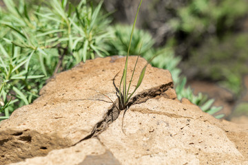 Close-up from rock broken by grass on the long distance trail to El Cercado in the Valle Gran Rey on La Gomera