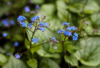 beautiful flowers in nature in the botanical garden