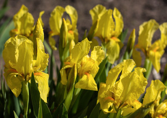 beautiful flowers in nature in the botanical garden