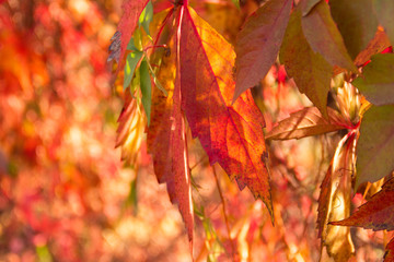 Abstract background of leaves of wild red grapes on a sunny day. Blurred colorful texture.