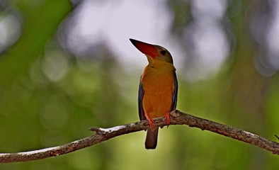 bird on a branch
