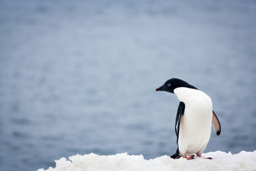 Fototapeta na wymiar Single Adelie Penguin in Antarctica