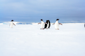 Small Colony of Adelie Penguins on Pack Ice in Antarctica