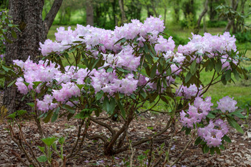Obraz premium beautiful flowers in nature in the botanical garden