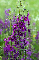 Fototapeta premium beautiful flowers in nature in the botanical garden