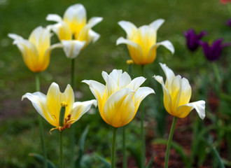 beautiful flowers in nature in the botanical garden