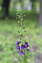 blue flowers in the garden