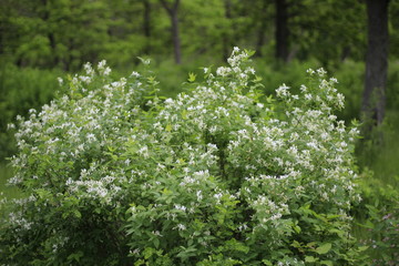 white flowers in garden
