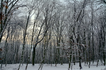 deciduous forest in winter