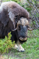 portrait of a musk ox (Ovibos moschatus) in nature  Norway