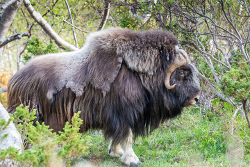 portrait of a musk ox (Ovibos moschatus) in nature  Norway