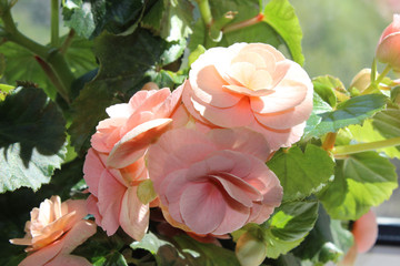 Blooming pink Begonia tuberhybrida close up