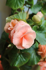 Blooming pink Begonia tuberhybrida close up