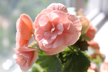 Begonia tuberhybrida in a pot on the windowsill close up