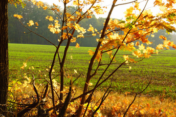 Spitzahorn Zweige mit gelben Blättern im Herbst