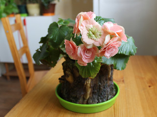 Blooming pink Begonia tuberhybrida on the table in the interior