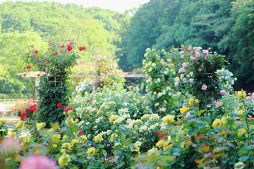 Fototapeta na wymiar 植物園の黄色いバラ