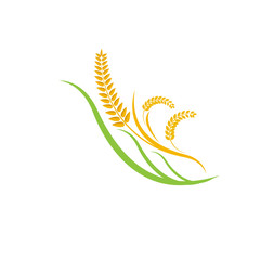 Design Orange brown paddy rice premium natural