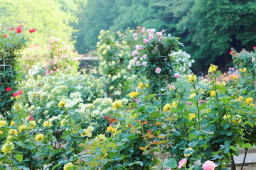 植物園の黄色いバラ
