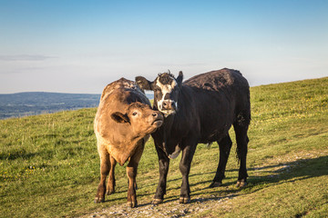 Two cows in the Sussex countryside on a sunny evening