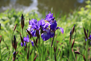 Azalee im Park Planten un Blomen in Hamburg. Deutschland