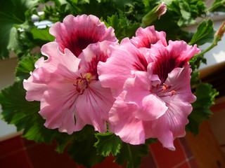 Pink pelargonium flowers close up (Pelargonium domesticum, Pelargonium grandiflorum)