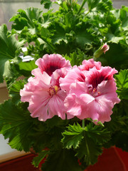 Pink pelargonium flowers close up (Pelargonium domesticum, Pelargonium grandiflorum)