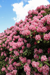 Rhododendron im Park Planten un Blomen in Hamburg. Deutschland