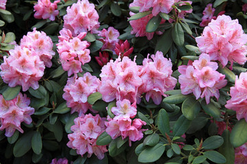 Rhododendron im Park Planten un Blomen in Hamburg. Deutschland