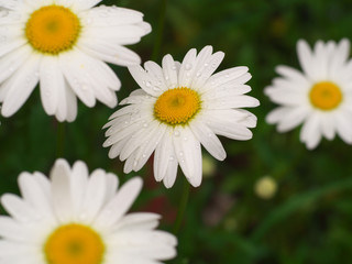 Obraz na płótnie Canvas Daisy chamomile flowers field in garden, medow of daisies