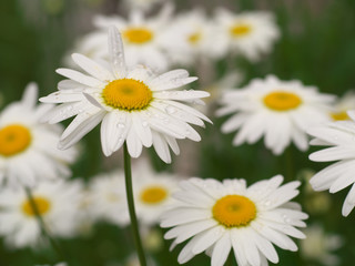 Fototapeta na wymiar Daisy chamomile flowers field in garden, medow of daisies