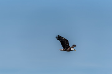 bald eagle glyding through blue the sky near Vancouver Canada