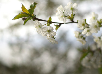 white Cherry flowers on branch tree at the springtime in sunny day