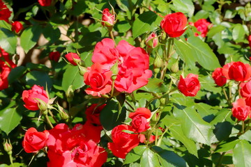 植物園の赤いバラ