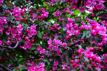 Botanical Garden, St. Petersburg