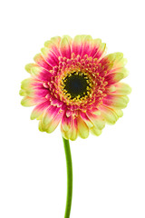 Multicolored gerbera on white background
